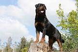 ROTTWEILER 205